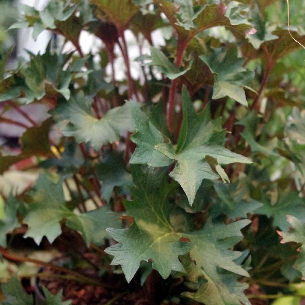 Ligularia / Gaurė OSIRIS FANTAISIE