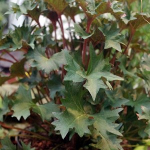 Ligularia / Gaurė OSIRIS FANTAISIE