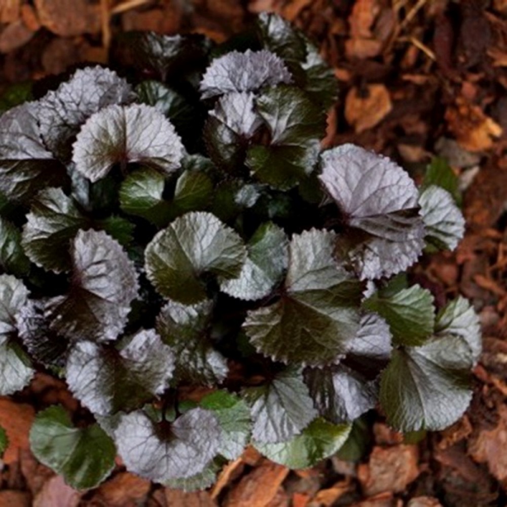 Ligularia / Gaurė PANDORA