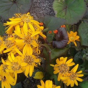 Ligularia / Gaurė PANDORA