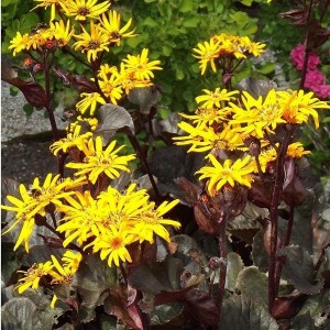 Ligularia / Gaurė TREASURE ISLAND