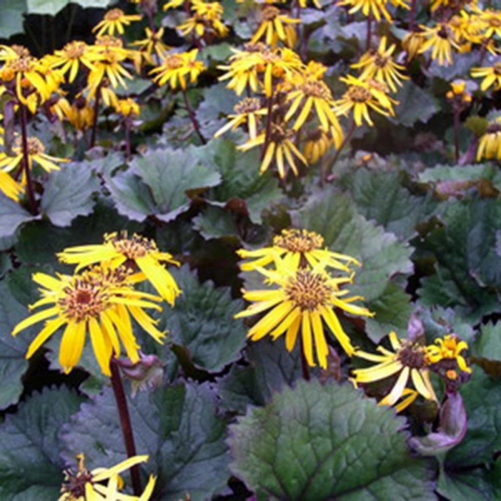 Ligularia / Gaurė TWILIGHT