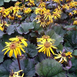 Ligularia / Gaurė TWILIGHT