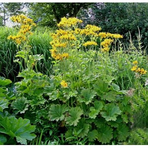 Ligularia palmatiloba / Gaurė