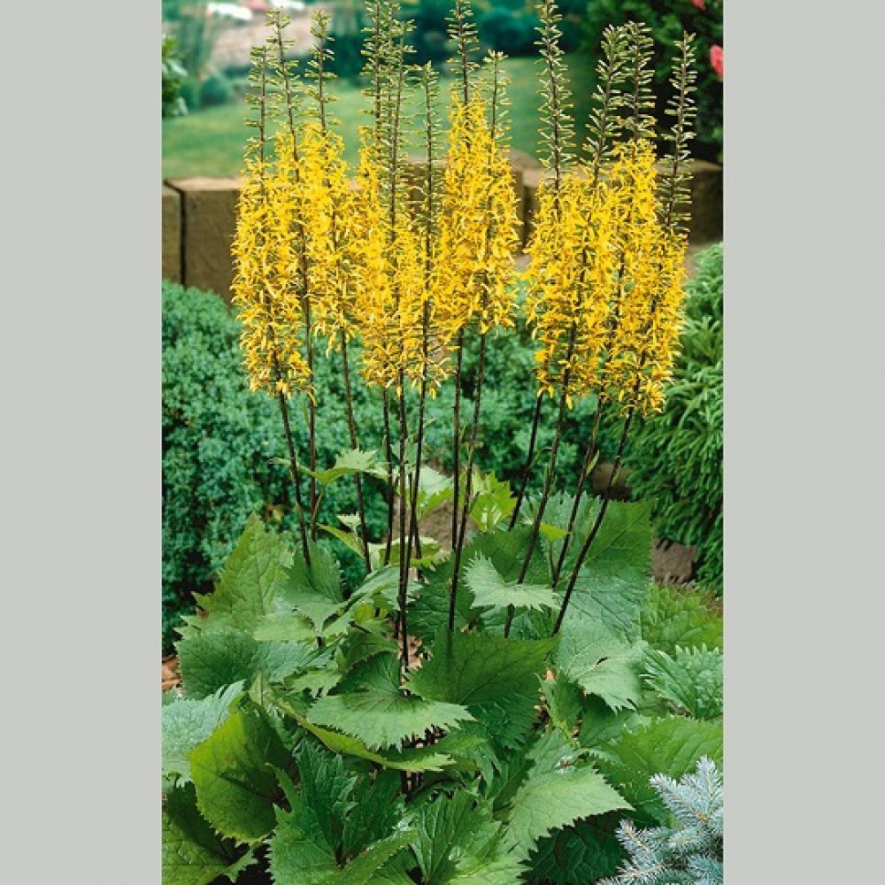 Ligularia przewalskii / Prževalskio gaurė