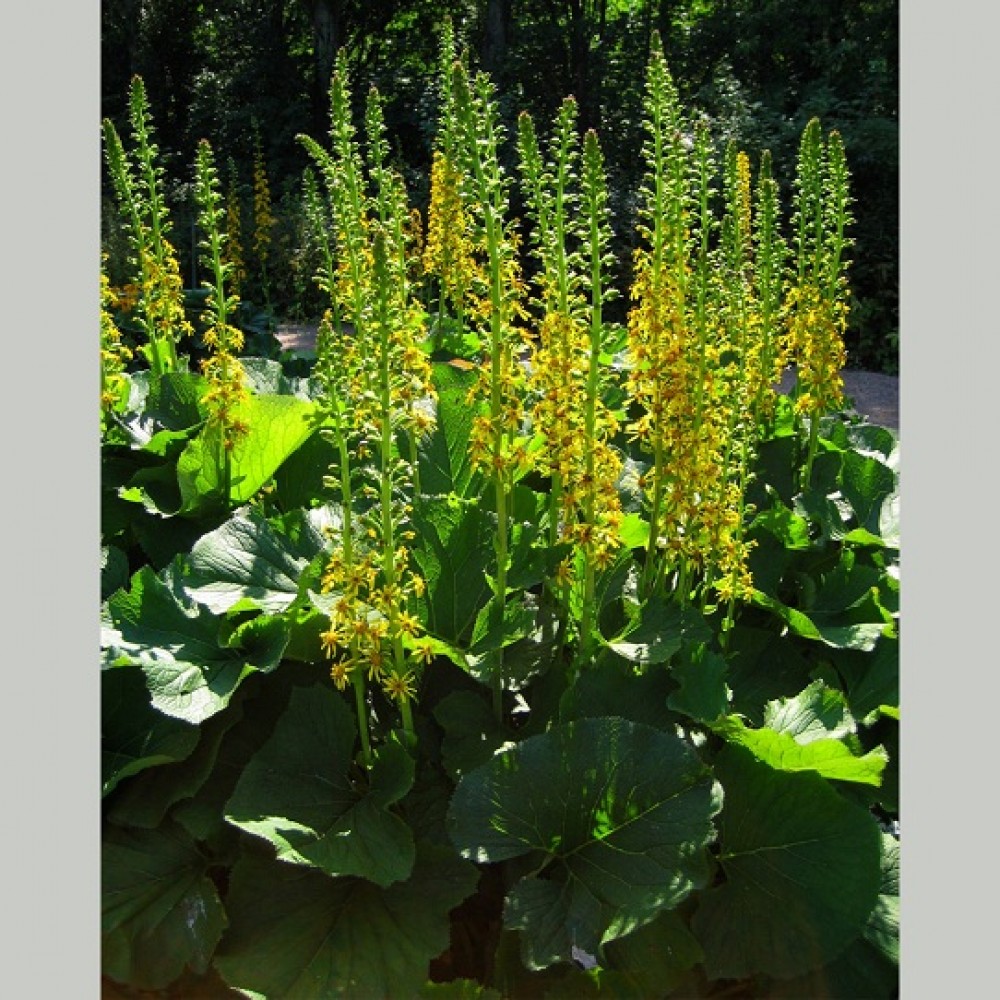 Ligularia wilsoniana / Vilsono gaurė