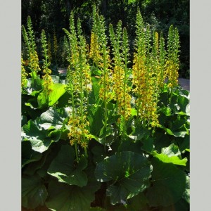 Ligularia wilsoniana / Vilsono gaurė