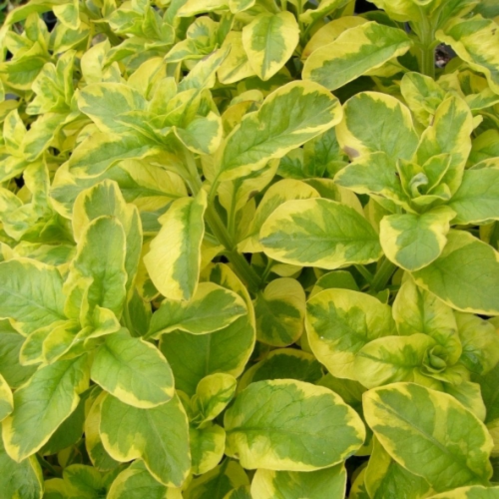 Lysimachia / Šilingė GOLDEN ALEXANDER