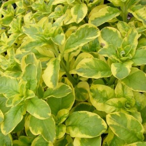 Lysimachia / Šilingė GOLDEN ALEXANDER