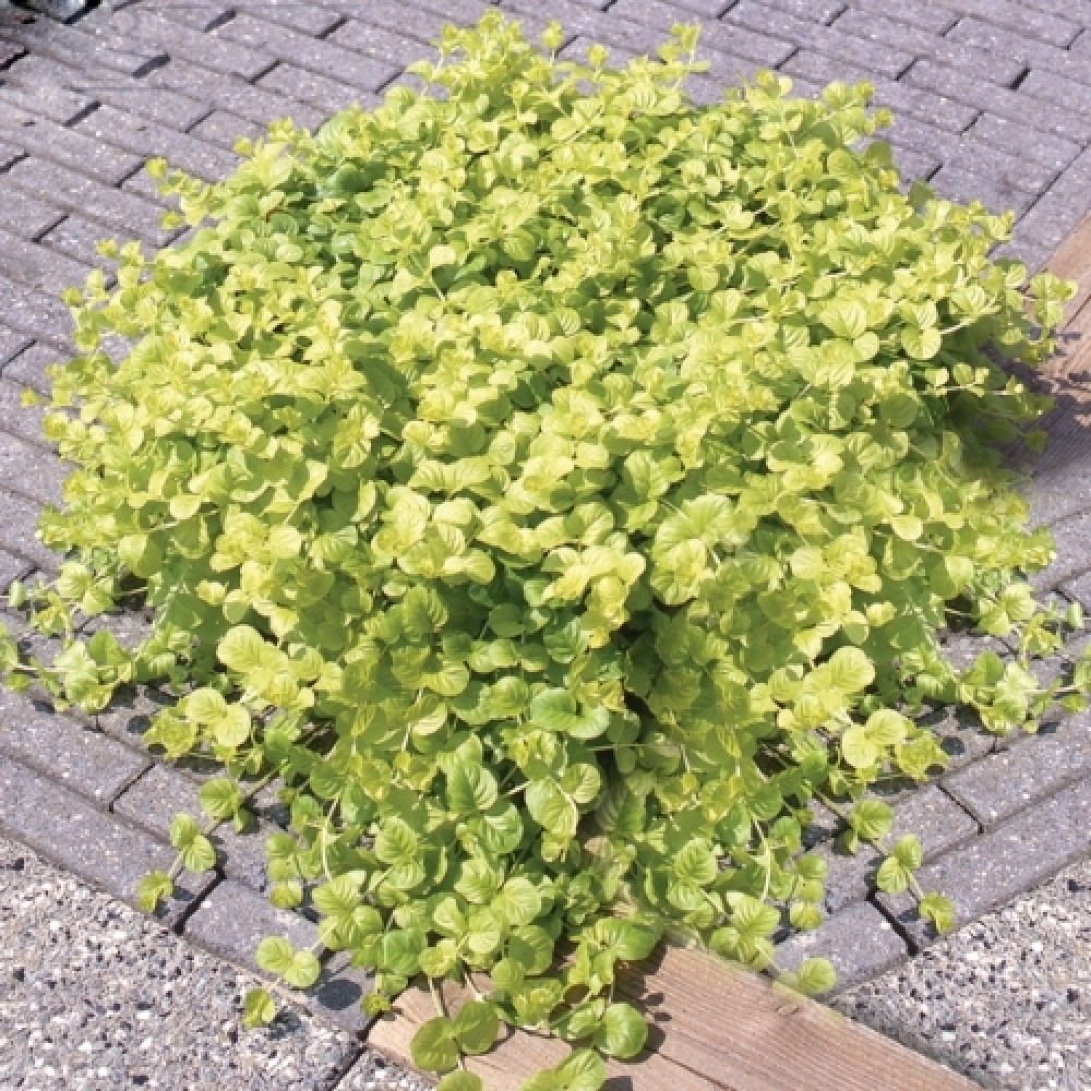 Lysimachia / Šilingė GOLDILOCKS