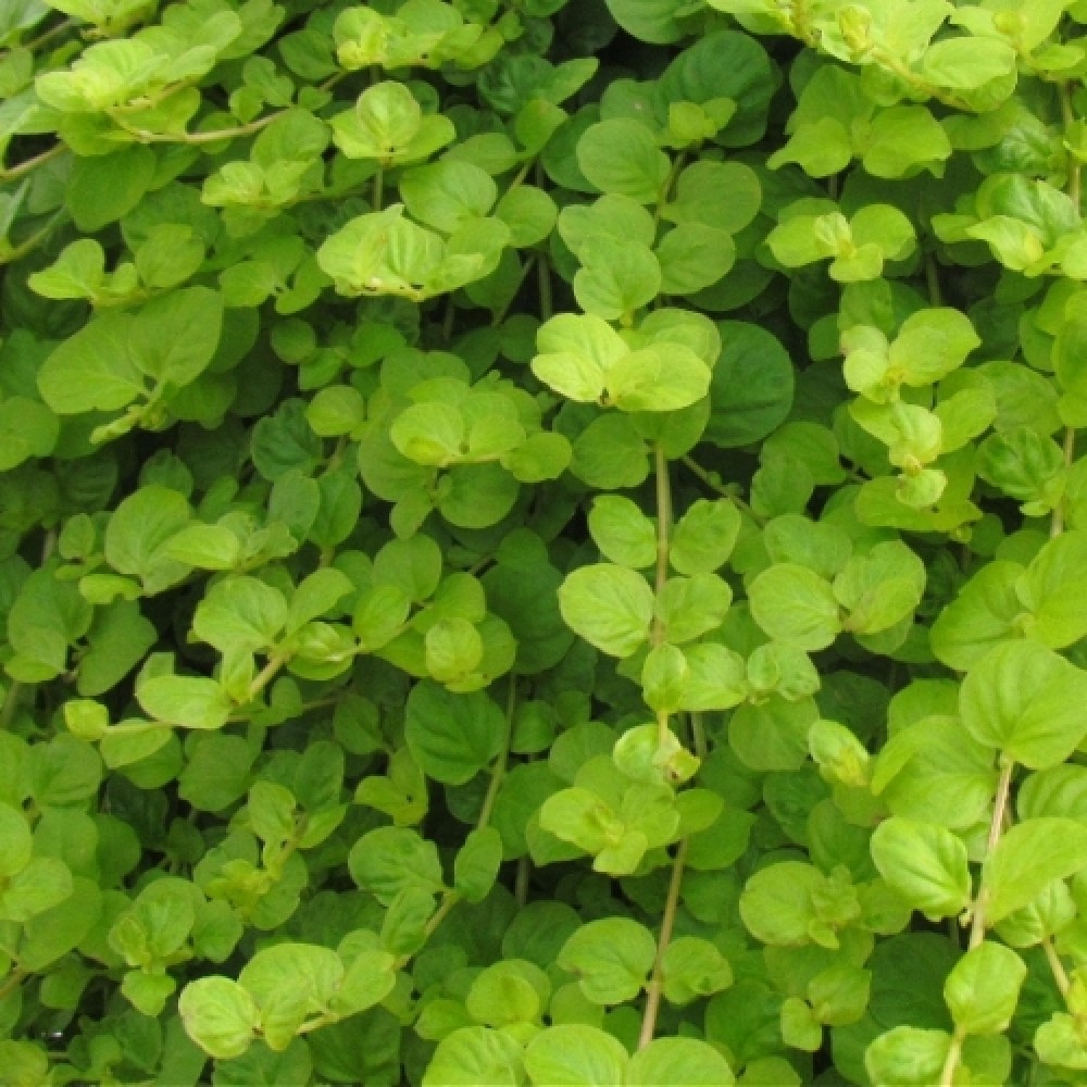 Lysimachia / Šilingė GOLDILOCKS
