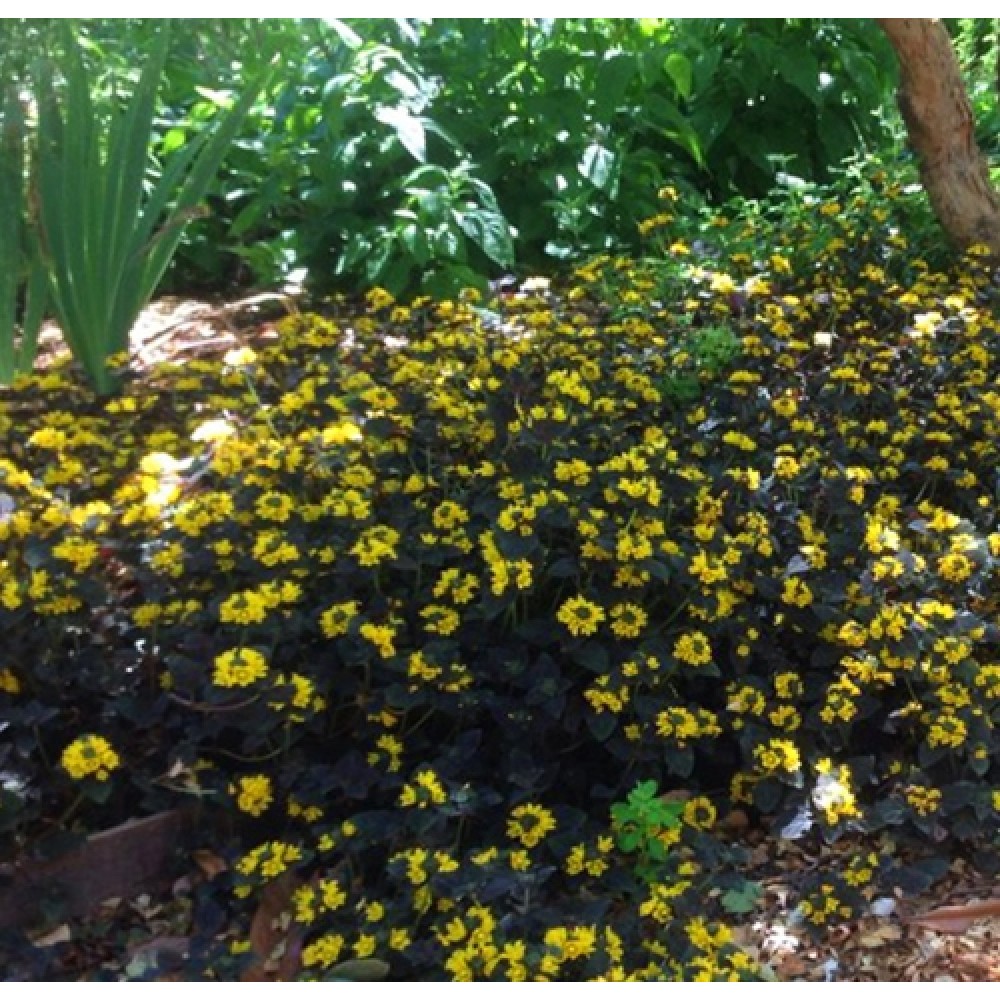 Lysimachia / Šilingė PERSIAN CHOCOLATE