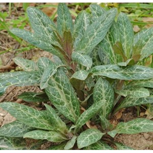 Lysimachia minoricensis / Šilingė