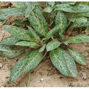 Lysimachia minoricensis / Šilingė