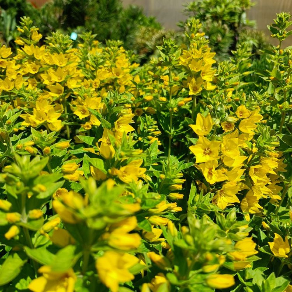 Lysimachia / Šilingė HOMETOWN HERO