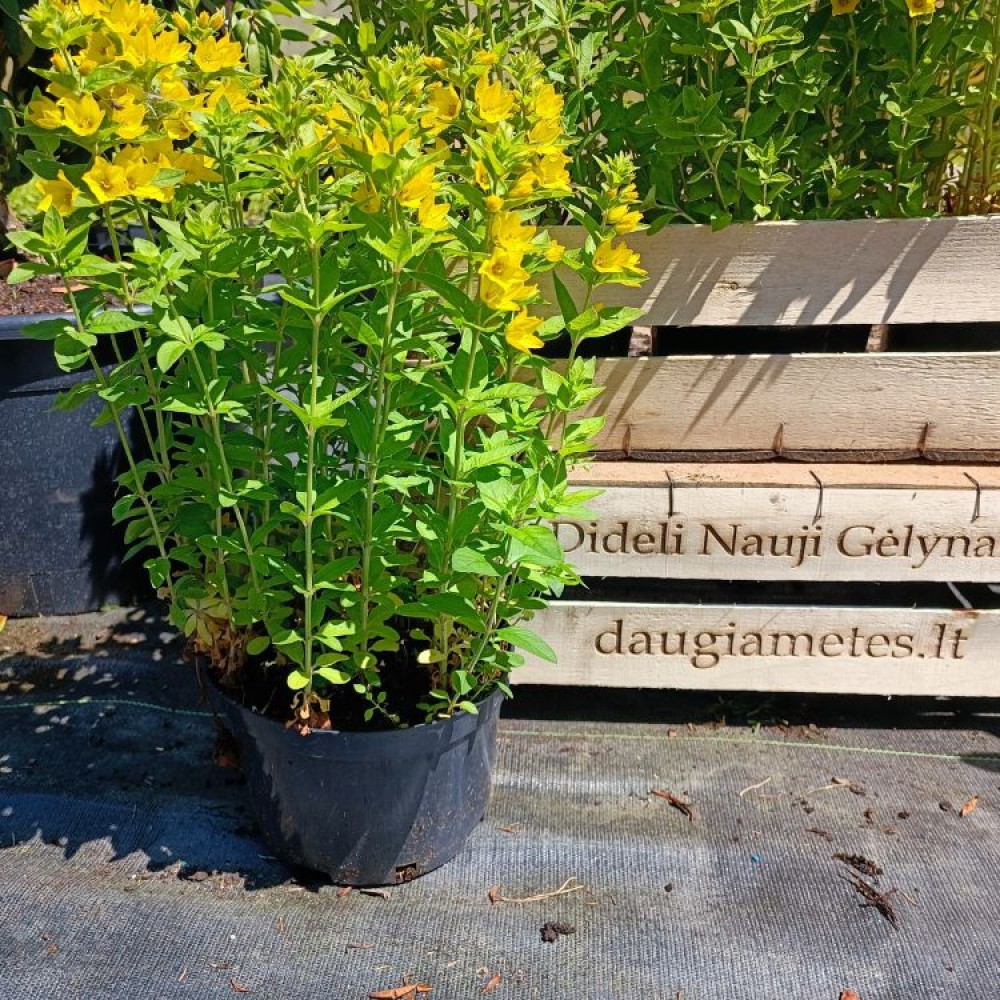 Lysimachia / Šilingė HOMETOWN HERO