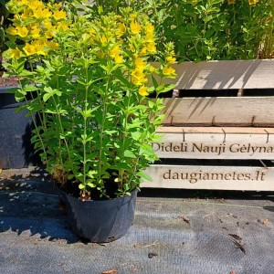 Lysimachia / Šilingė HOMETOWN HERO
