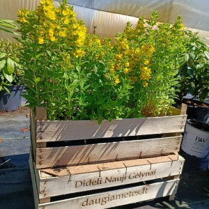 Lysimachia / Šilingė HOMETOWN HERO
