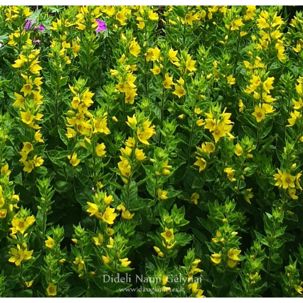 Lysimachia / Šilingė HOMETOWN HERO