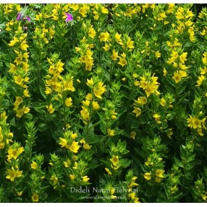 Lysimachia / Šilingė HOMETOWN HERO