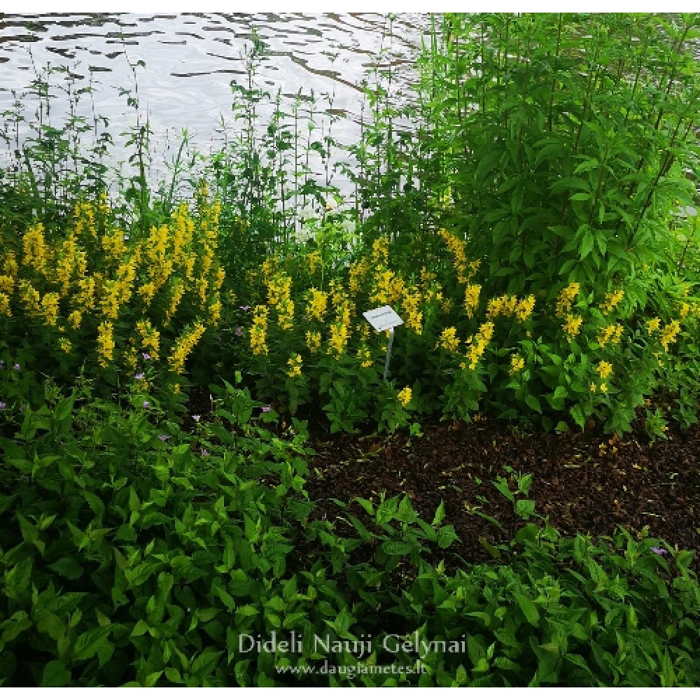 Lysimachia / Šilingė HOMETOWN HERO