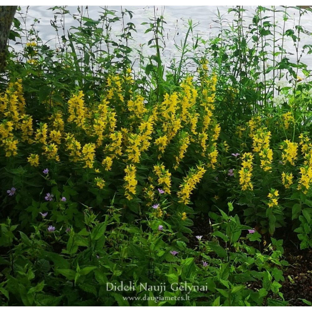 Lysimachia / Šilingė HOMETOWN HERO