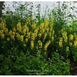 Lysimachia / Šilingė HOMETOWN HERO