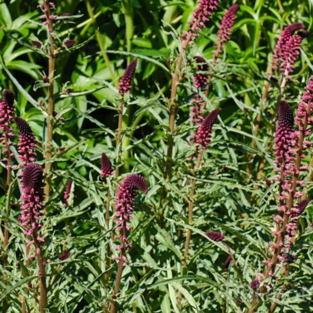 Lysimachia atropurpurea / Šilingė