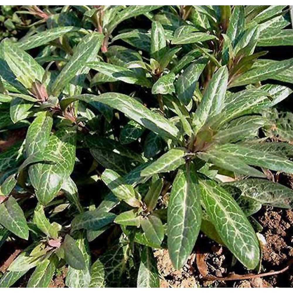 Lysimachia minoricensis / Šilingė