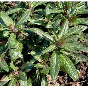 Lysimachia minoricensis / Šilingė