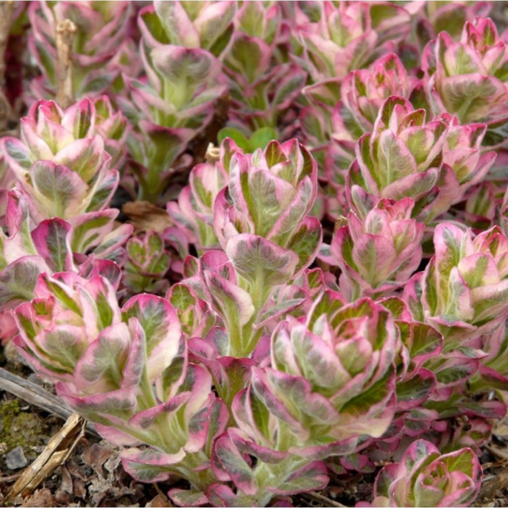 Lysimachia / Šilingė ALEXANDER