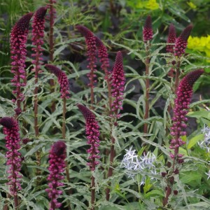 Lysimachia / Šilingė BEAUJOLAIS