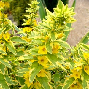 Lysimachia / Šilingė GOLDEN ALEXANDER