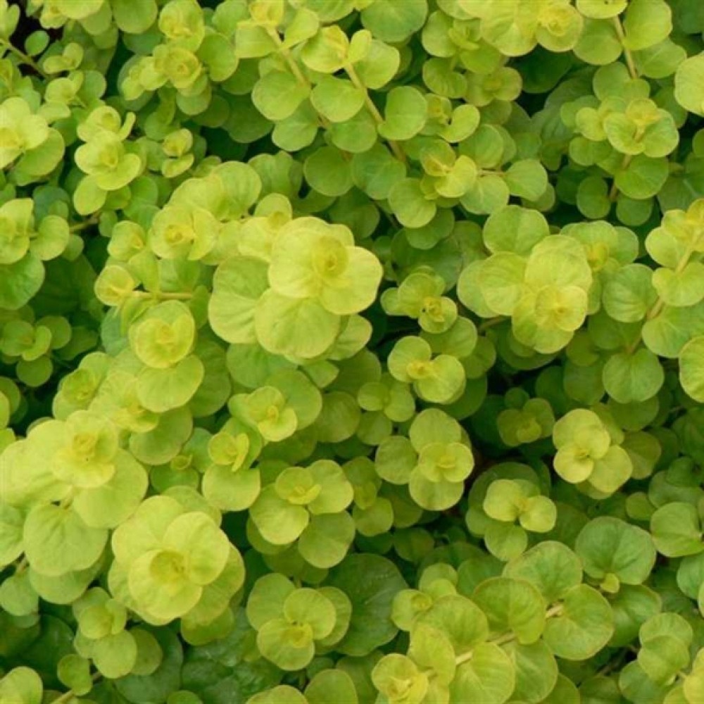 Lysimachia / Šilingė GOLDILOCKS