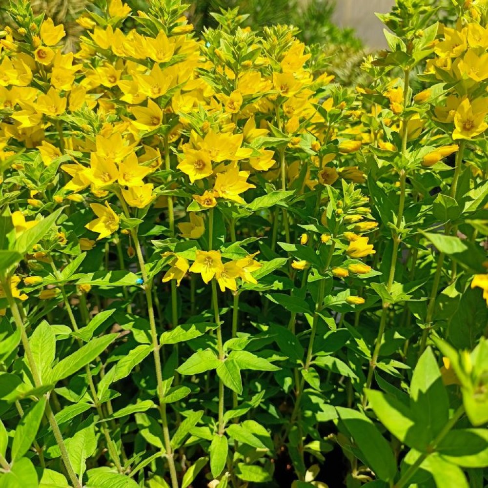 Lysimachia / Šilingė HOMETOWN HERO
