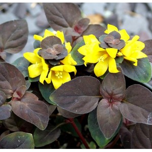 Lysimachia / Šilingė PERSIAN CHOCOLATE
