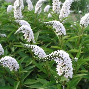 Lysimachia / Šilingė SNOW CANDLE