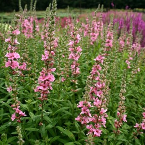 Lythrum / Raudoklė BLUSH