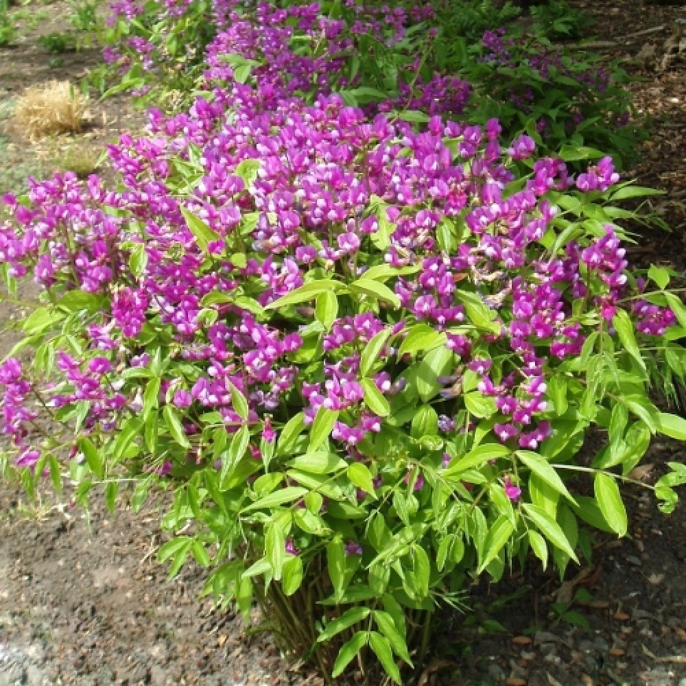 Lathyrus vernus / Pavasarinis pelėžirnis