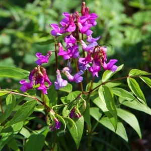 Lathyrus vernus / Pavasarinis pelėžirnis