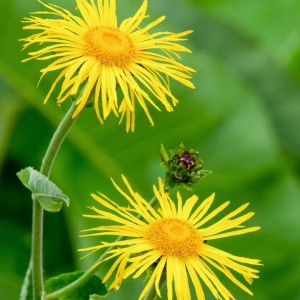 Puošnusis debesylas / Inula magnifica