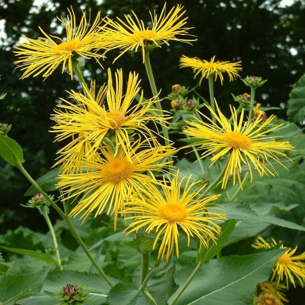 Puošnusis debesylas / Inula magnifica