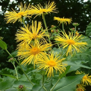 Puošnusis debesylas / Inula magnifica