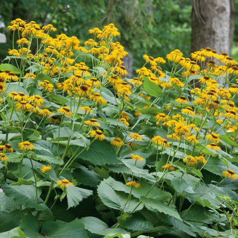 Puošnusis debesylas / Inula magnifica