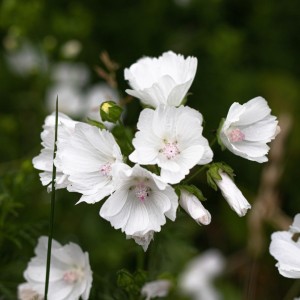 Malva / Dedešva ALBA