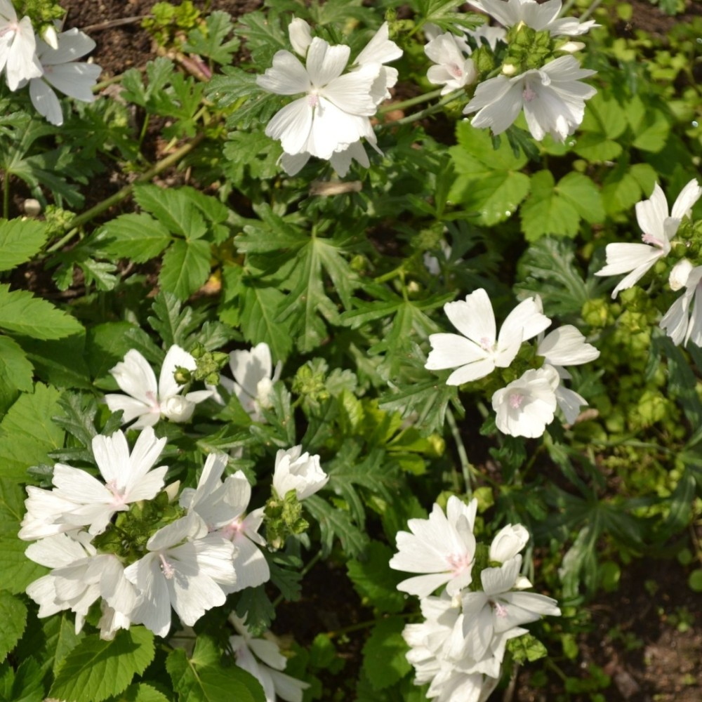 Malva / Dedešva ALBA