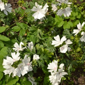 Malva / Dedešva ALBA