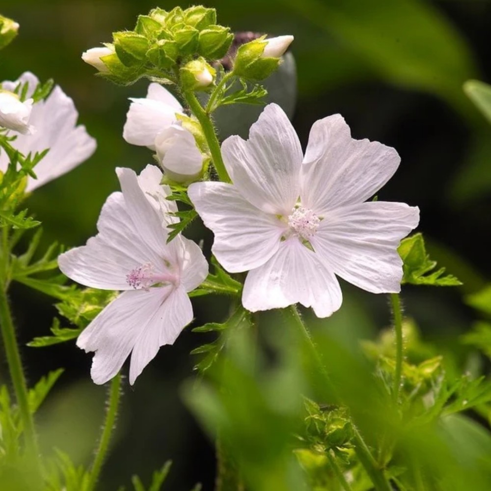 Malva / Dedešva ALBA