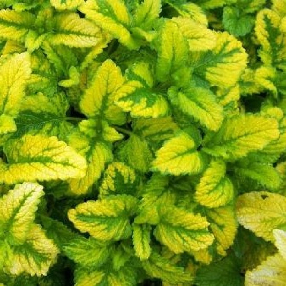 Melissa officinalis / Vaistinė melisa AUREOVARIEGATA