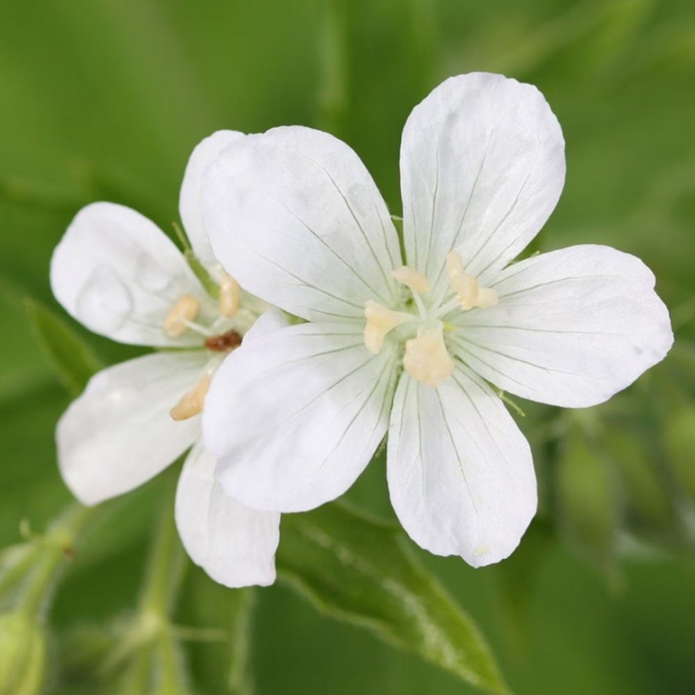 Geranium / Miškinis snaputis ALBUM 